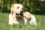 LABRADOR 1180
